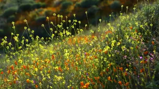 カリフォルニア スーパーブルーム2019 エルシノア湖のポピーの春の花米国 — ストック動画