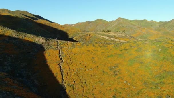 Califórnia Poppy Super Bloom Walker Canyon Tiro Aéreo Pôr Sol — Vídeo de Stock