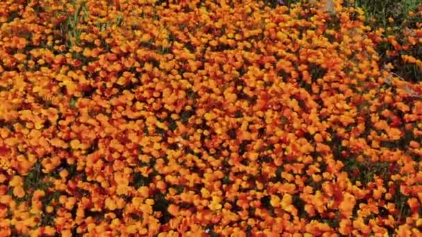 California Super Bloom 2019 Dolly Shot Poppy Flowers Lake Elsinore — Vídeo de stock