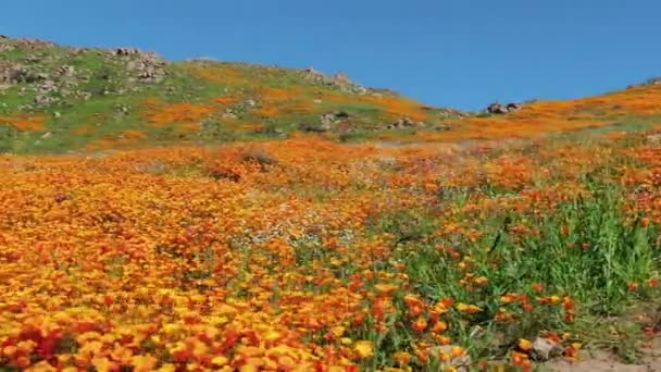 California Super Bloom 2019 Dolly Shot Poppy Květiny Lake Elsinore — Stock video