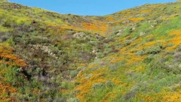 California Poppy Super Bloom Walker Canyon Vuele Sobre Plano Aéreo — Vídeo de stock