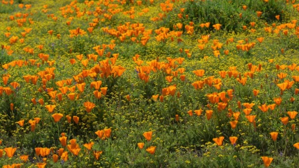 Antelope Valley Super Bloom 2019 California Poppy Spring Flowers — Stock video