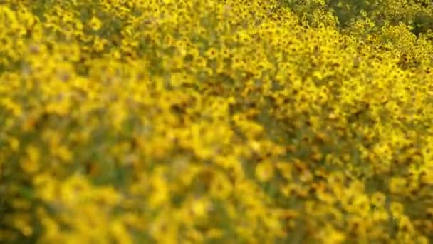 California Goldfields Flowers Shallow Focus Super Bloom Carrizo Plain National — Stock Video