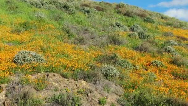 California Super Bloom Dolly Shot Poppy Flores Primavera Walker Canyon — Vídeo de stock