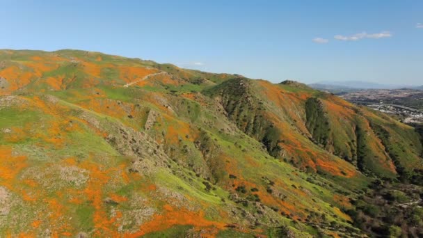 Califórnia Poppy Super Bloom Walker Canyon Aerial Shot Eua Descer — Vídeo de Stock