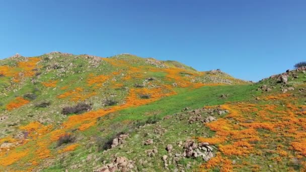 California Super Bloom 2019 Aerial Shot Poppy Flowers Lake Elsinore — Vídeo de stock