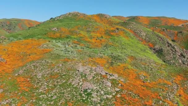 California Super Bloom 2019 Aerial Shot Poppy Flowers Lake Elsinore — Vídeo de stock