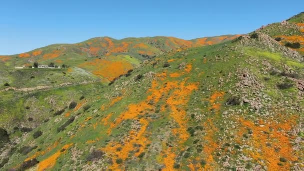 Califórnia Poppy Super Bloom Walker Canyon Aerial Shot Eua Voltar — Vídeo de Stock