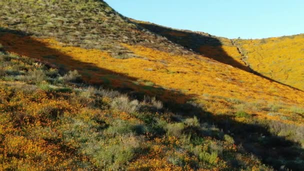 California Super Bloom Dolly Shot Flowers Walker Canyon Sunset Usa — стоковое видео