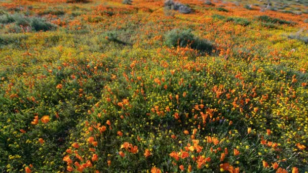 Kalifornien Super Bloom 2019 Vallmo Blommor Antelope Valley Time Lapse — Stockvideo