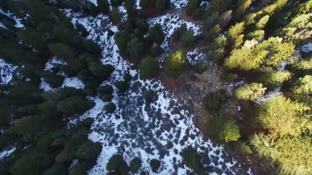 Winter Schnee Luftaufnahme Von Kiefernwald Und Bergen Kalifornien Vogelperspektive Rückwärts — Stockvideo