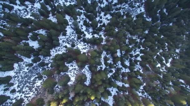 Çam Ormanı Dağları Nın Kış Havadan Çekimi Kaliforniya Nın Solunda — Stok video