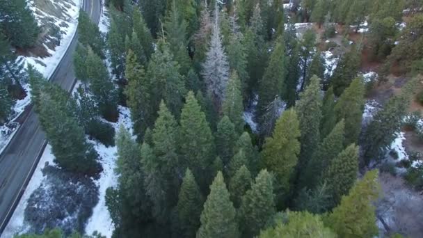 Зимний Снег Воздушный Выстрел Соснового Леса Гор Калифорнии Вперед Наклон — стоковое видео
