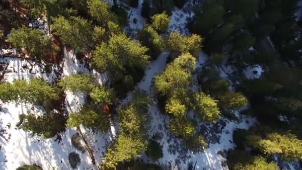 Winter Snow Aerial Shot Pine Forest Mountains California Forward Street — стокове відео