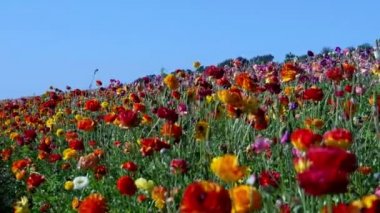 İranlı Düğünçiçeği Çiçekleri Doli Turuncu ve Kırmızı