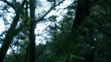 Redwood Ormanı 3 Eksen Dolly Santa Cruz ABD Sabah Kapanışı