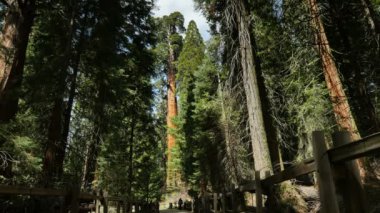 Sequoia Ormanı Grant Grove Kralları Kanyon Ulusal Parkı Kaliforniya