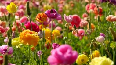 Pers Çiçeği Tarlası Kaliforniya 'da Pembe ve Sarı