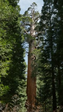 Sequoia Ormanı Dikey Çekimi Grant Grove Kralları Kanyonu Ulusal Parkı Kaliforniya