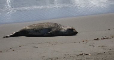 San Piedras 'daki Fil fokları Blancas Rookery San Simeon California' da Uyuyor