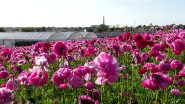 İran Düğünçiçeği Dolly Pembesi