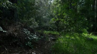 Redwood Ormanı 3 Eksen Dolly Santa Cruz ABD Sabah Sola