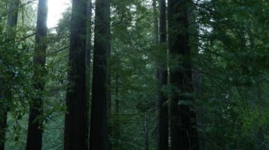Redwood Ormanı 3 Eksen Dolly Santa Cruz ABD Sabah Dönüşü