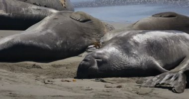 San Piedras 'daki Fil fokları Blancas Rookery, San Simeon California' da