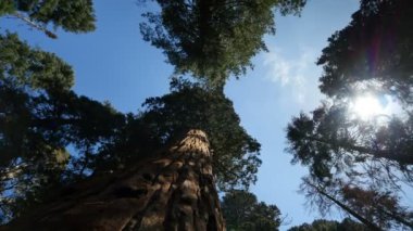 Sequoia Ulusal Parkı California 2 Eksen Dolly Zaman Hızı Bulutları Dönüyor