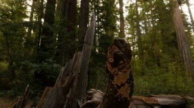 Redwood Ormanı 3 Eksen Dolly Santa Cruz ABD Gündüz Saati İleri