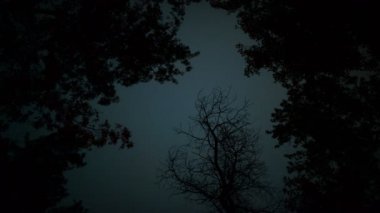 Big Sur California 'da Sekoya Ormanı Gece Sisi ve Yıldızlar Zaman Süreleri
