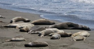 San Piedras 'da Fil fokları Blancas Rookery San Simeon California' da Uyuyor