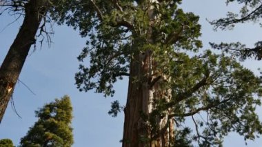 Sequoia Ormanı Grant Grove Kralları Kanyonu Ulusal Parkı Kaliforniya 'ya Eğildi