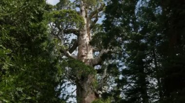 Sequoia Ormanı Hızla Hızlanan Genel Grant Ağacı Bulutları Yana Yatırdı