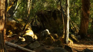 Yosemite Ulusal Park Ormanı Günbatımı Kaliforniya ABD