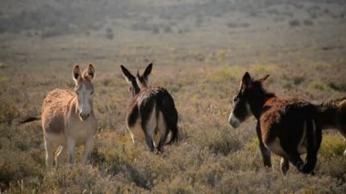 Eşekler Ölüm Vadisi Ulusal Parkı Vahşi Eşek Sürüsü Kaliforniya ABD Kapanışı