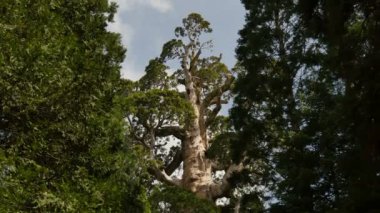 Sequoia Ormanı Hızla Hızlanan Genel Grant Ağacı Bulutları Yana Yatırdı