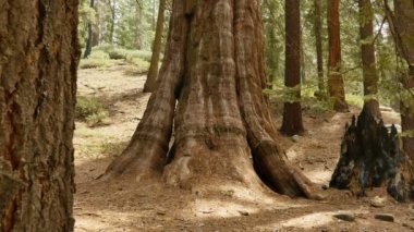 Sequoia Ormanı Dolly Grant Grove Kralları Kanyon Ulusal Parkı Kaliforniya