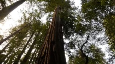 Sekoya Ormanı 3 Eksen Dolly Santa Cruz ABD Gündüz Solu