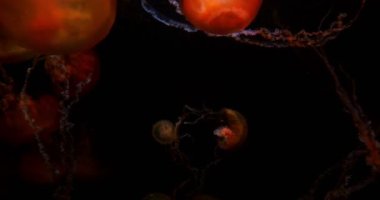 Denizanası Pasifik Denizi Nettle Su altında Yüzüyor