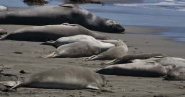San Piedras 'da Fil fokları Blancas Rookery San Simeon California' da Uyuyor