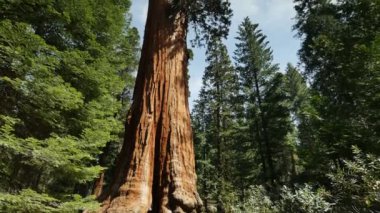 Sequoia Ormanı Hızla Hızlanan Genel Grant Ağacı Bulutları Yana Yatırdı
