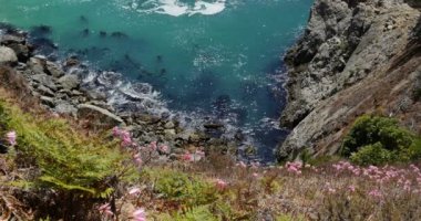Kaliforniya 'daki McWay Koyu' nun yamaçlarındaki Big Sur Vahşi Pembe Çiçeği.