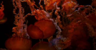 Denizanası Pasifik Denizi Nettle Su altında Yüzüyor