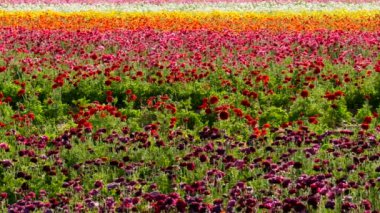Kaliforniya 'daki İran Çiçek Tarlası ABD Kırmızı ve Pembe