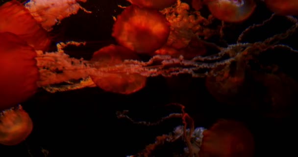 水母太平洋荨麻水底游动 — 图库视频影像