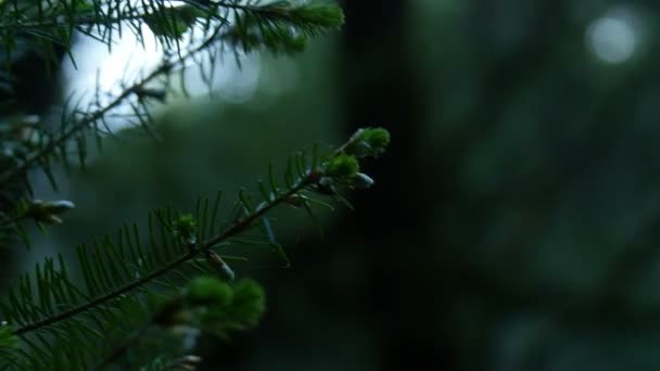 Redwood Ormanı Eksen Dolly Santa Cruz Abd Sabah Kapanışı — Stok video