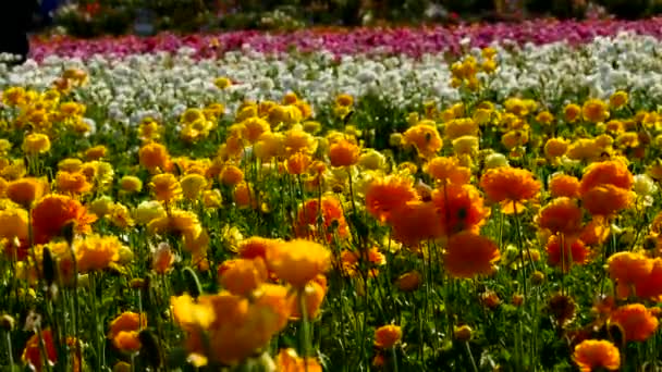 Perski Buttercup Flower Field Zbliżenie Kalifornii Usa Pomarańczowy Żółty Biały — Wideo stockowe