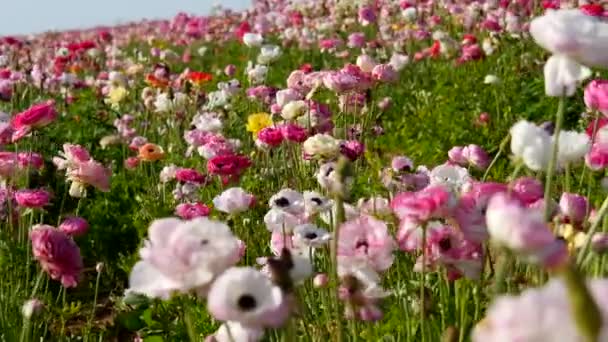 Perzische Buttercup Bloemen Dolly Roze Wit — Stockvideo