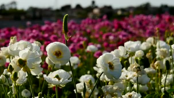 Περσική Buttercup Flower Field Στην Καλιφόρνια Ηπα Λευκό Και Ροζ — Αρχείο Βίντεο